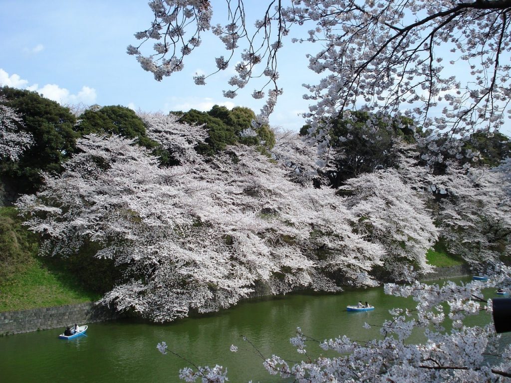 Blühende Kirschblüten in Tokio