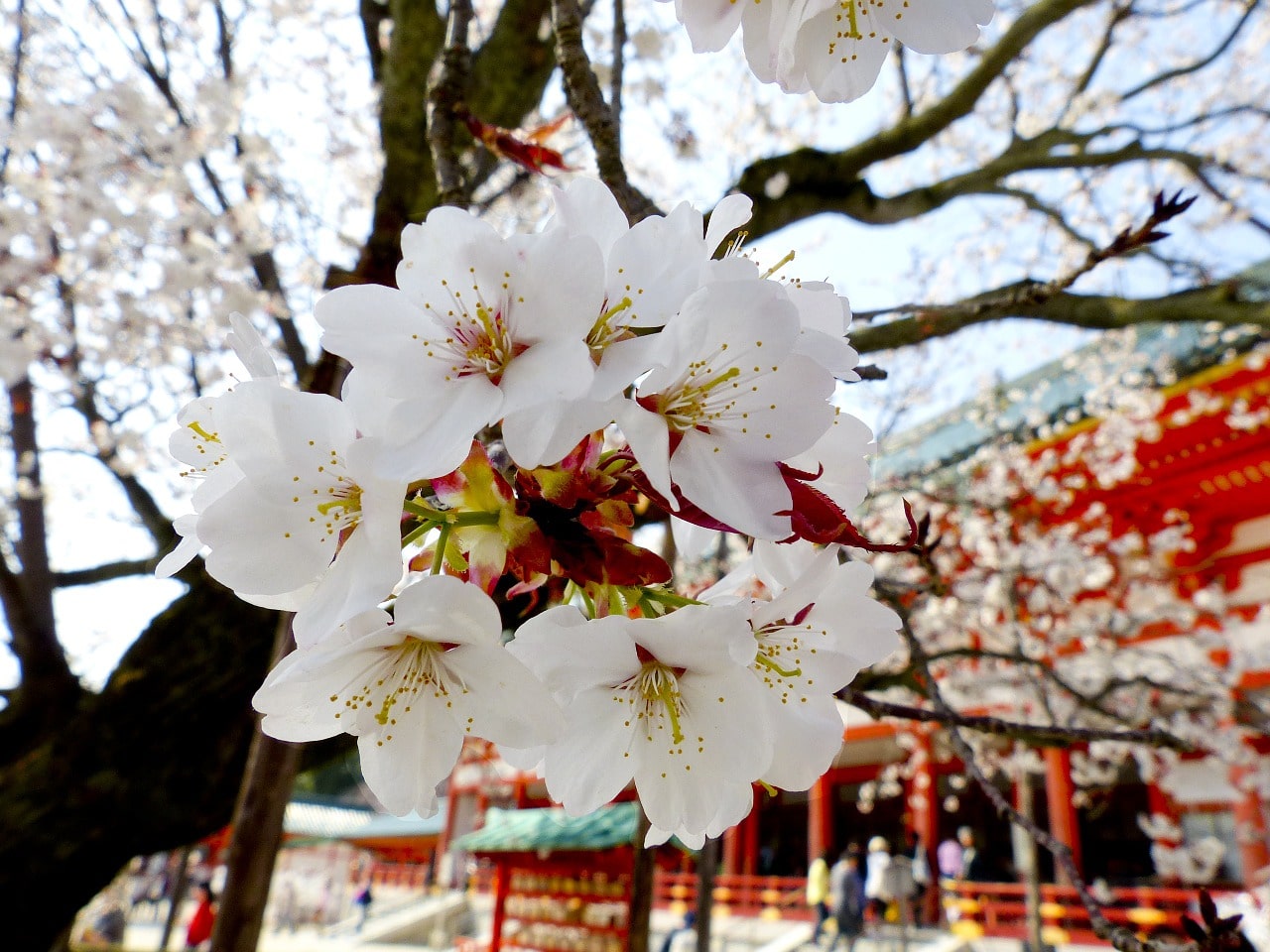 Sakura Japan