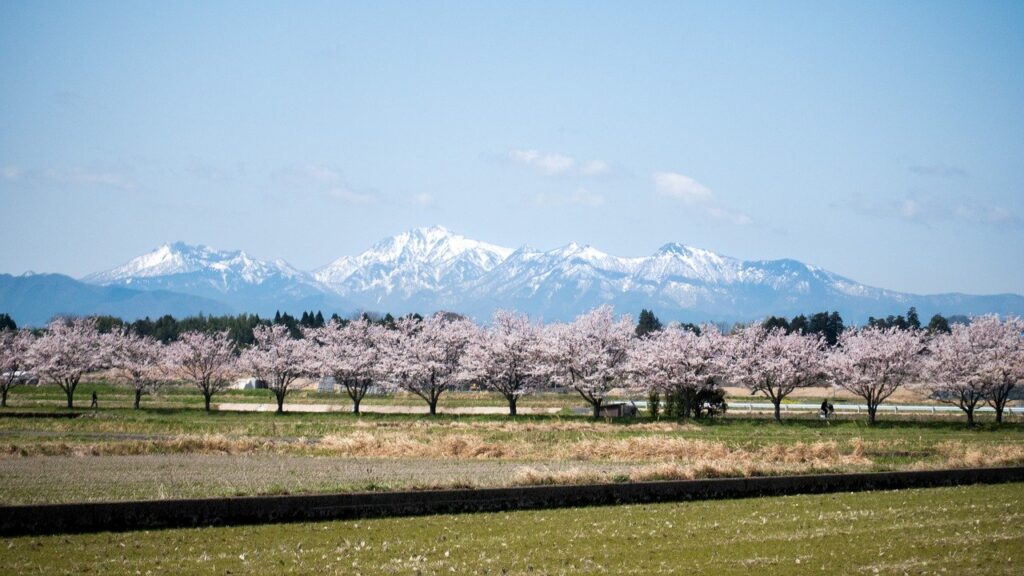 Allee mit Bäumen in der Kirschbühte in Japan mit Bergen im Hindergrund