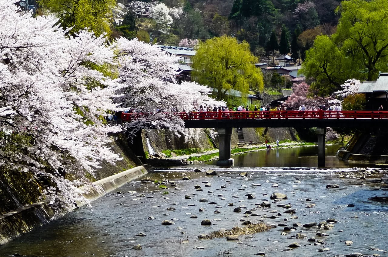 Miyagawa Fluss mit Kirschbäumen in der Blütezeit und Personen auf der roten Brücke