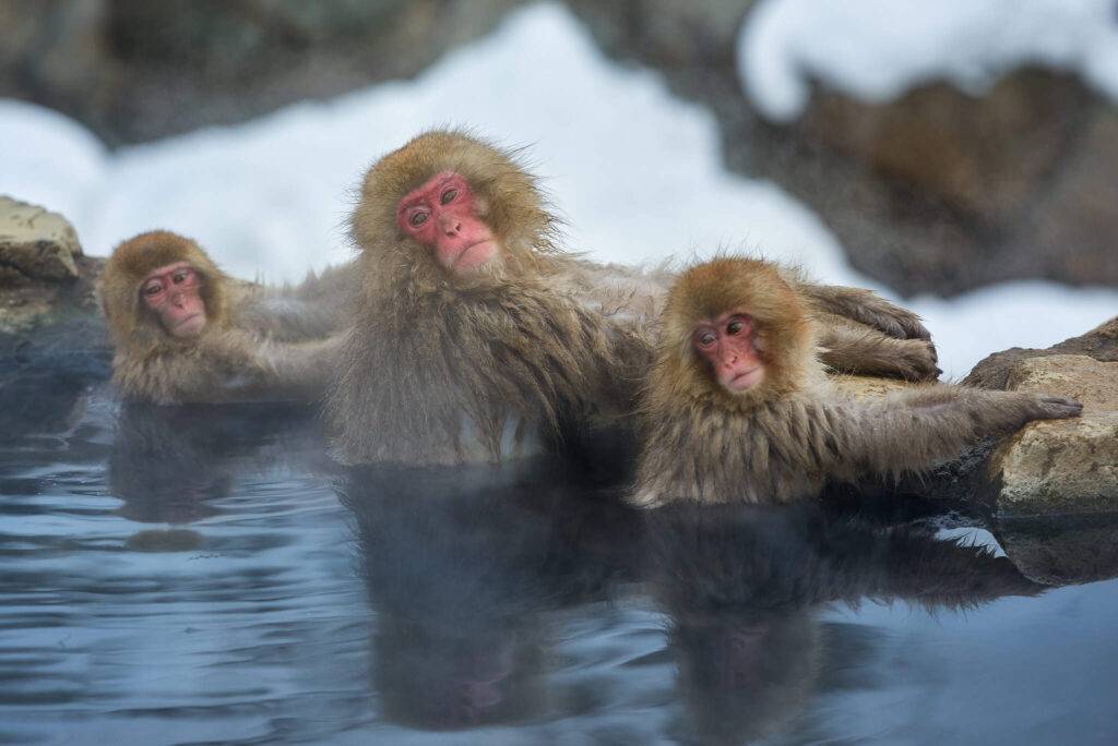 Drei japanische Schneeaffen (Rotgesichtsmakaken) entspannen sich im dampfenden Onsen-Wasser während des Winters in Nagano