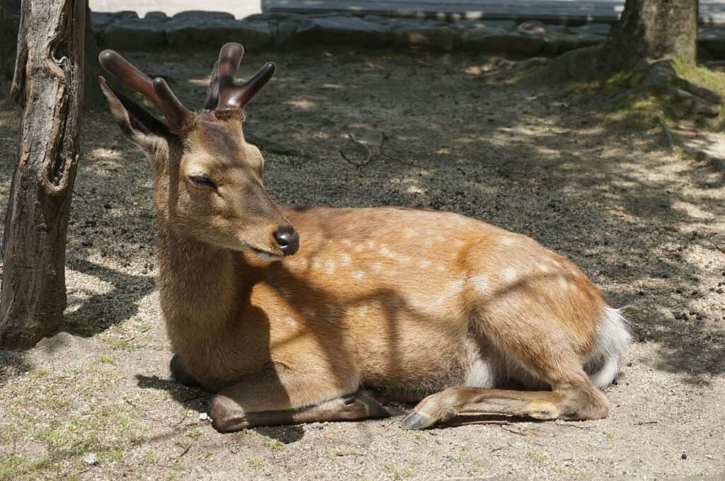 Entspannter Hirsch mit Geweih ruht im Schatten auf der heiligen Insel Miyajima bei Hiroshima