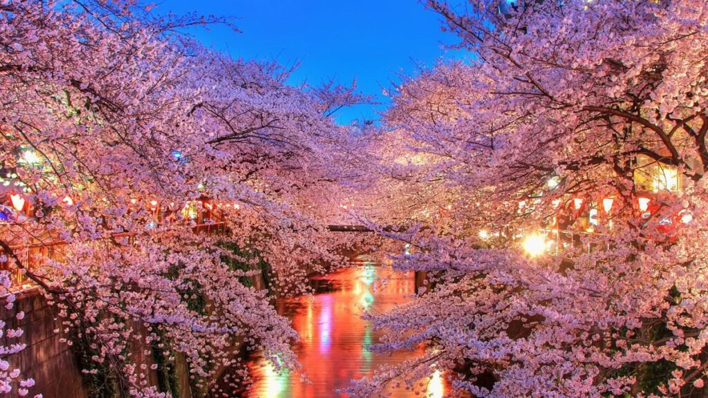 Beleuchtete Kirschblüten über einem Fluss in Tokio bei Nacht während der Sakura-Saison