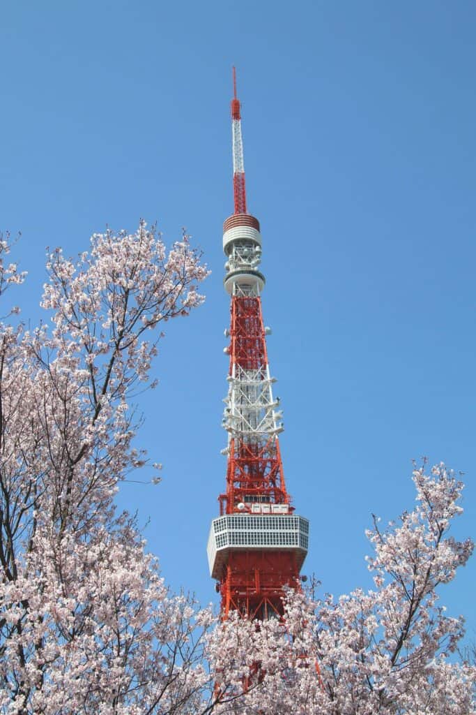 Tokyo Tower umgeben von rosa Kirschblüten im Frühling vor strahlend blauem Himmel