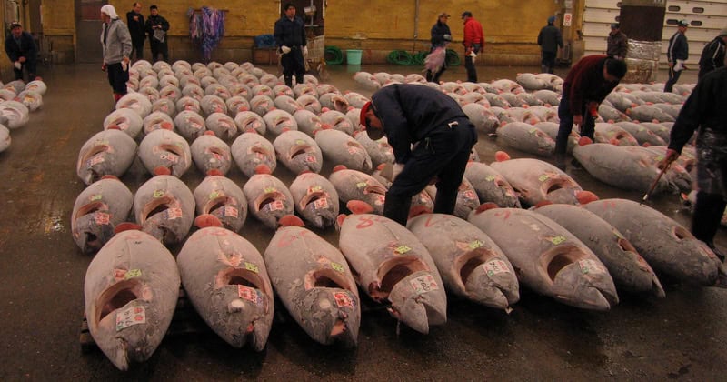Thunfischauktion mit hunderten von großen Thunfischen auf dem Boden der Markthalle, während Händler und Käufer die Qualität der Fische begutachten