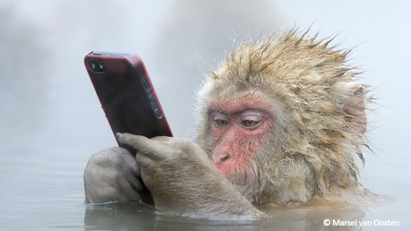Japanischer Schneemakake entspannt sich in heißen Quellen und benutzt ein Smartphone