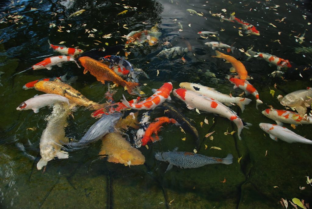 Japanische Koi-Karpfen