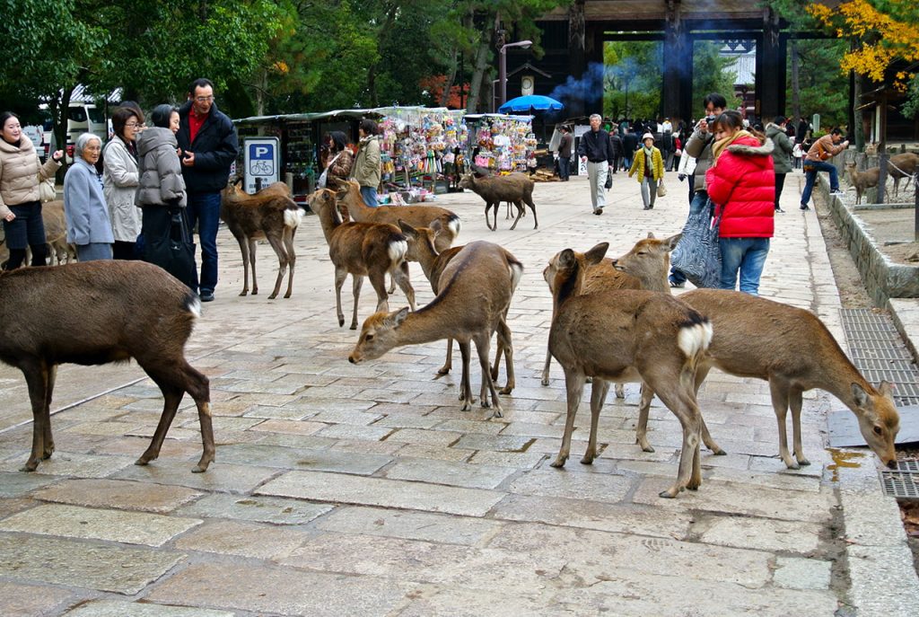 Japanische Sikahirsche in Nara