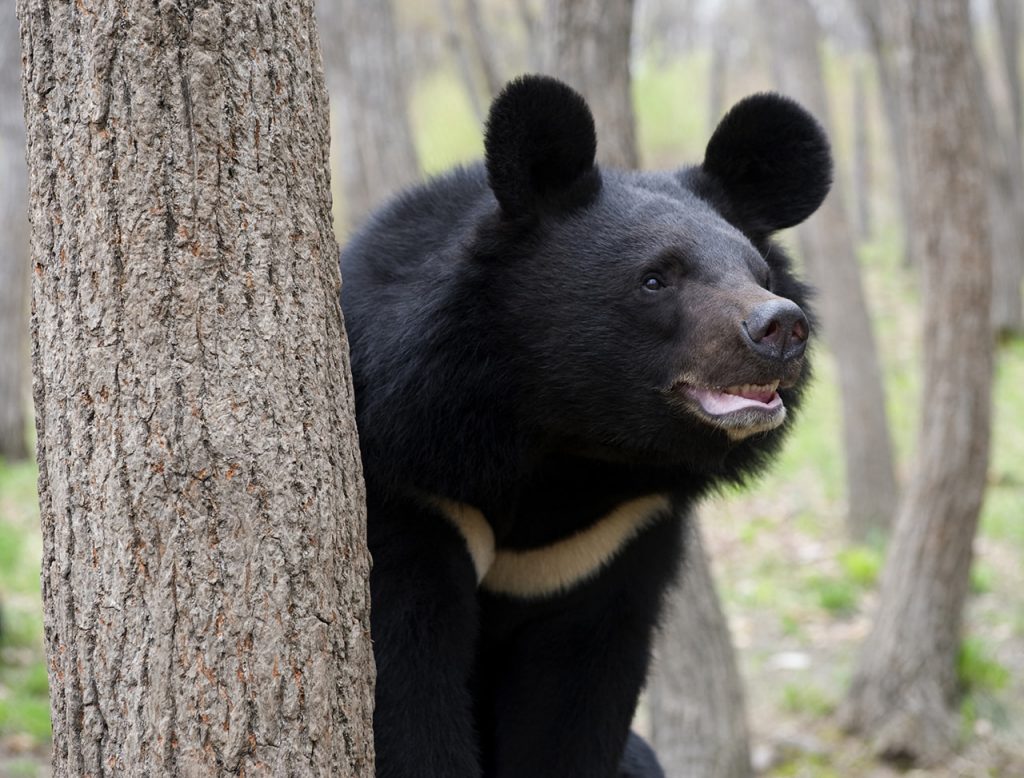 Japanischer Kragenbär