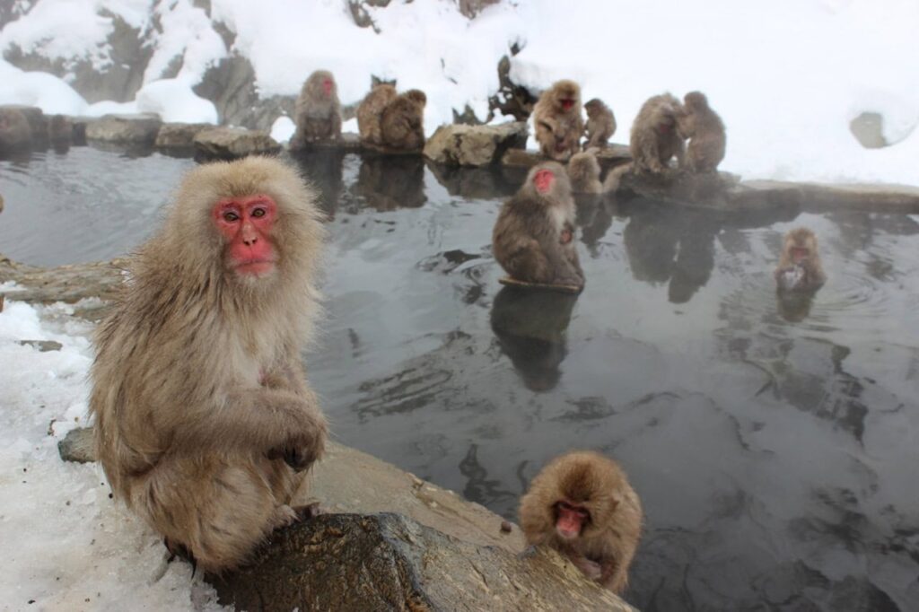 Japanische Tiere