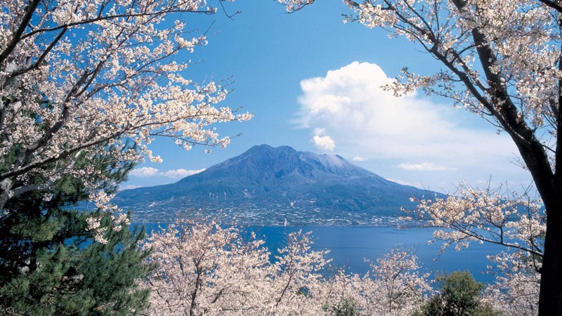 Sakurajima-Vulkan gerahmt von blühenden Kirschbäumen mit Blick über die Kinko-Bucht