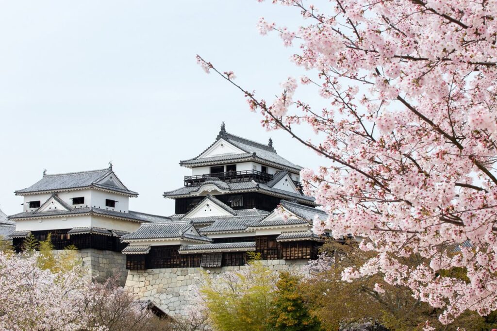 Matsuyama-Schloss auf Shikoku im Frühling, eingerahmt von blühenden Kirschbäumen.