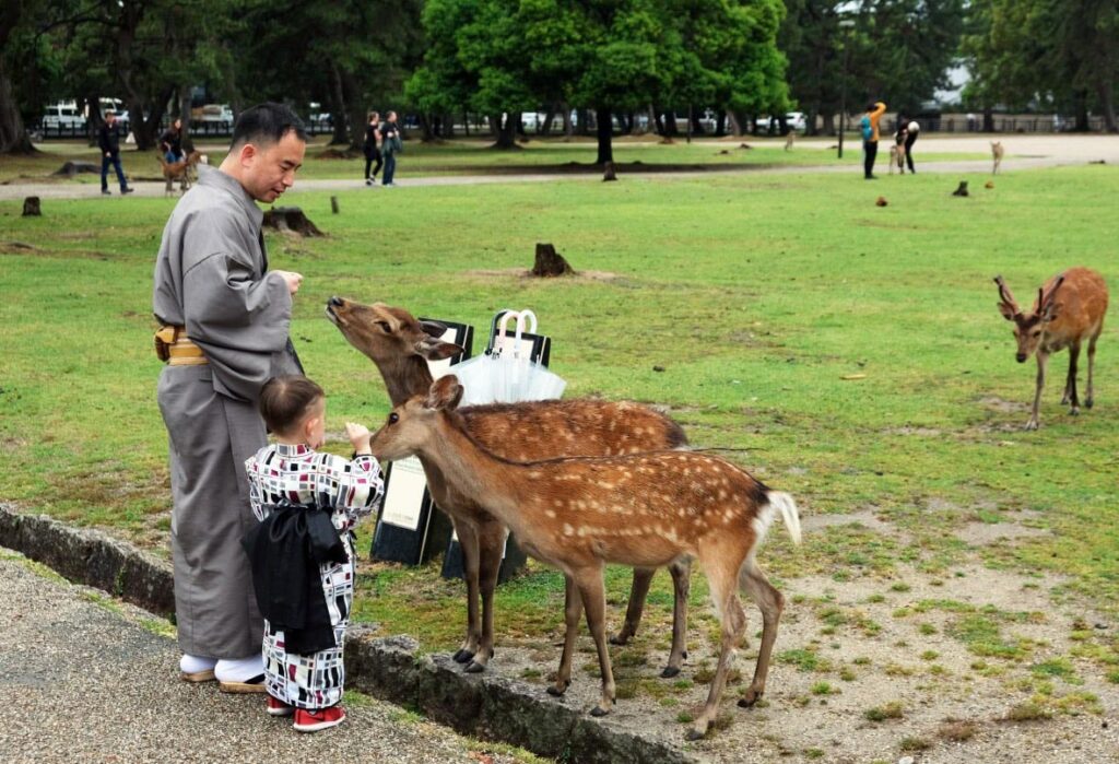 Familie in Kimonos füttert zahme Hirsche in einem grünen japanischen Park