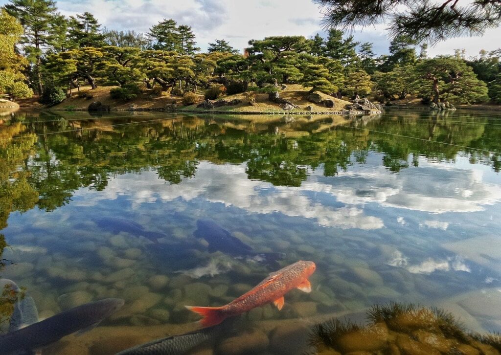Japanischer Garten Ritsurin-Kōen mit Koi-Fischen im klaren Wasser und kunstvoll geschnittenen Kiefern, Takamatsu, Shikoku