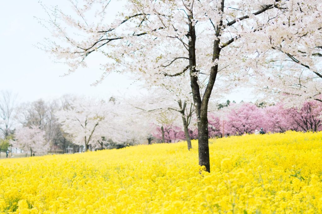 Kirschblüte in Sendai mit weißen und rosa Sakura-Bäumen über einem leuchtend gelben Rapsfeld im Frühling