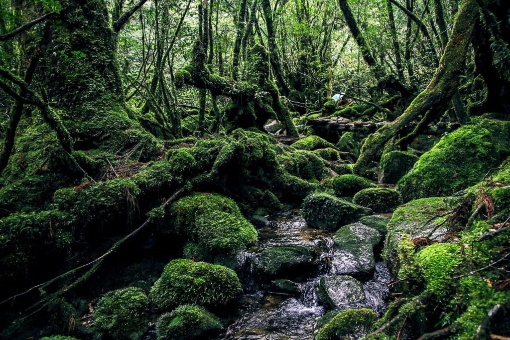 Mystischer moosbedeckter Urwald auf Yakushima mit Bach und UNESCO-Welterbe-Atmosphäre